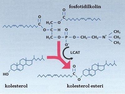 Lesitin ve Kolesterol ilişkisi Lesitin kolesterol metabolizmasını düzenler. Serbest kolesterolu esterleştirir.