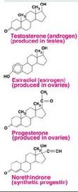 Steroid Hormonlar Kolesterolden sentezlenirler Erkeklerde androjenler (testosteron); dişilerde östrojenler (östradiol) gibi cinsiyet hormonlarını da kapsarlar Hormon Testosteron (androjen)
