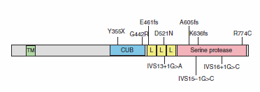 IRIDA (Fe rezistan demir eksikliği anemisi) TMPRSS6/matriptaz 2 geni
