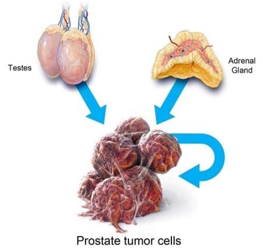 Persiste eden androjen Testis Adrenal gland Primer tümör ve metastazların mikroçevresinde Kaynak Adrenal gland Prostat