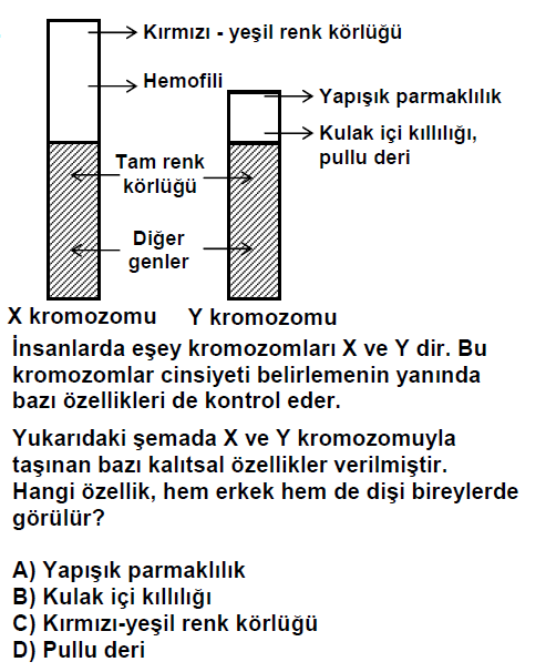 Soru-5-2004 OKS ÇÖZÜM: Hem erkek hem dişi bireylerde görülen özellik kırmızı-yeşil renk körlüğüdür.