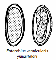 enterobius vermicularis yumurtalari