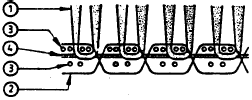 GİRİŞ Şekil 1.15. Makaralı (Spool) axminster halı çözgü kesiti (TS 5627, 1996) 1.Hav ipliği, 2.Zincir Çözgü İpliği, 3.Atkı İpliği, 4. Dolgu Çözgü İpliği Şekil 1.16.