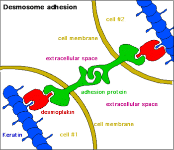 Elektron mikroskopunda bakıldığında membranların sitoplazmaya bakan taraflarında