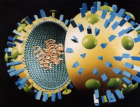 Ġnfluenza Virusu RNA segmentleri NA Matrix HA Orthomyxoviridae ailesi 3 tipi var: A, B, ve C. Influenza tip A ve B solunum yolu enfeksiyonu epidemilerine.