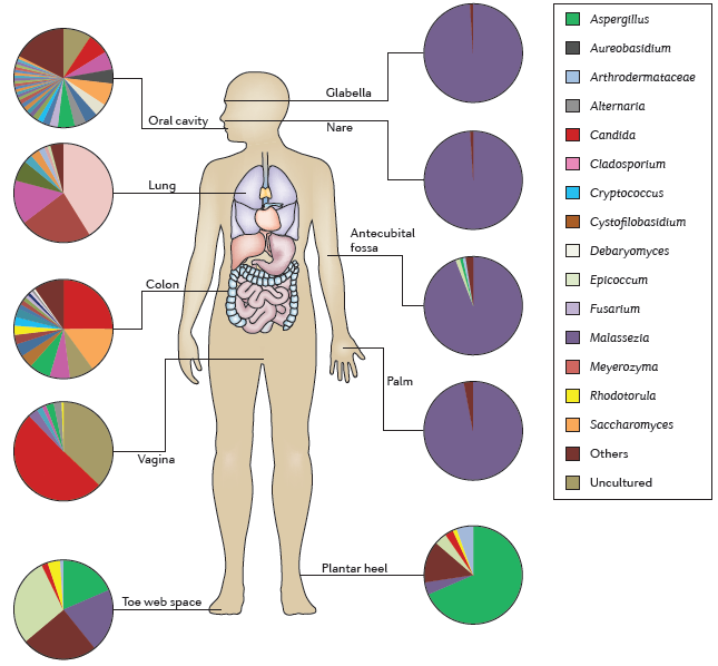 The human mycobiota (Underhill DM, Iliev ID: 2014) The human mycobiome includes 390 fungal species detected on the skin, in the vagina, in the oral cavity, and in the digestive tract that includes