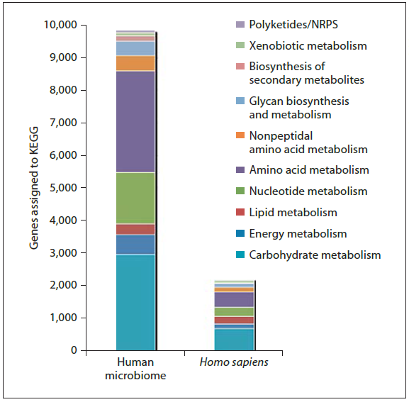 Comparison of the number of KEGG (Kyoto Encyclopedia of Genes and Genomes) genes involved in metabolic pathways within all the assembled data of the human genomes and the