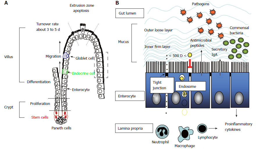Intestinal crypt-villus axis and formation of intestinal barriers