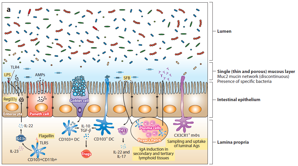 Maintenance of intestinal homeostasis in the