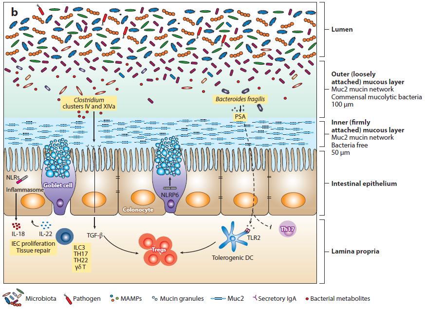 Maintenance of intestinal homeostasis in the
