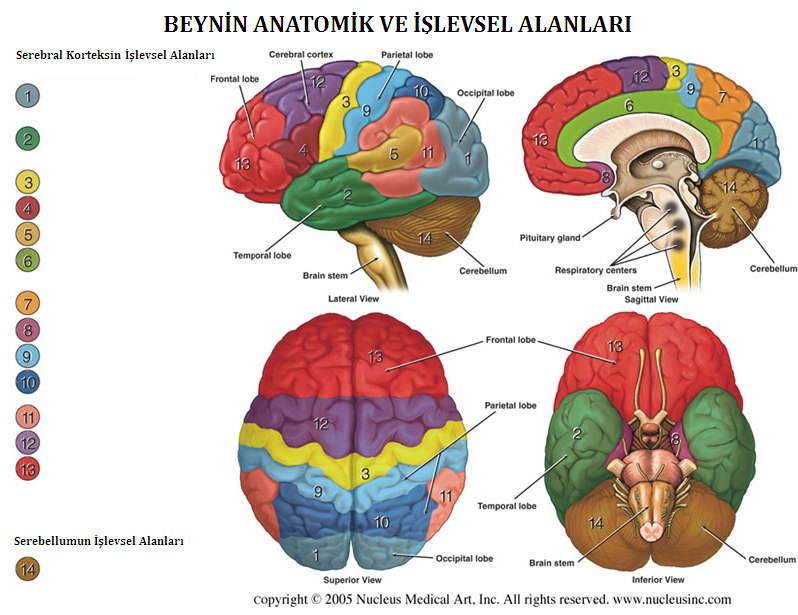 Bilinç seviyesinde dalgalanmaya/değişime yetecek seviyede ve/veya beyinin anatomik yapısında anomaliye sebep olacak oranda travma San Francisco Chronicle dan alınmıştır (7 Ekim 2003) Dr.