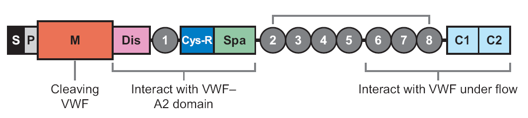 TTP - PATOGENEZ von-willebrand Faktör (vwf) ADAMTS-13 Zheng and Sadler, Annu Rev