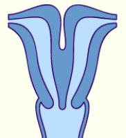 Resim 2.5: Uterus bicornis bicollis Uterus kavitesinin üst bölümünde birleşme olmadığı hâlde collum bölgesindeki birleşme tam olduğunda tek serviks, tek vagina bulunur.