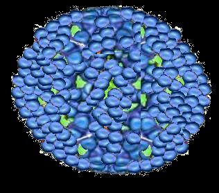 Rotavirus Yapısı Viral genom Orta kapsid (VP6,subgrup) (A,B,C, D,E,F,G) A Dış