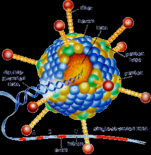 Canlı Vektör Aşıları (Canlı Rekombinan) Aşılama Yöntemi: Geliştirilen viral vektör sistemi ile HİV antijeni (leri) APC hücrelerine sunulur ve güçlü immün yanıtlar ve daha uzun süreli