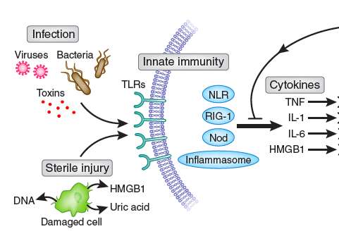 CCR1 TLR4 IL-10 Defective suppression v IL-23 Defective regulation STAT4 / IL12A