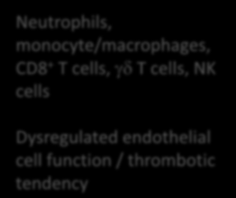 Nat Immunol 2010; 11: 561-4 HLA-B51 MEFV ERAP1 Peptides for presentation Neutrophils,