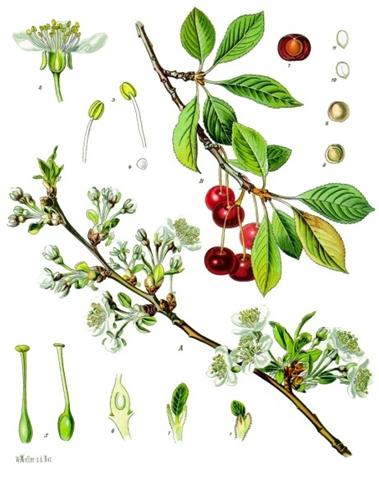 Familya: Rosaceae; Cins: Prunus Vişne kalitesinde