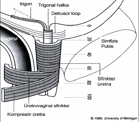 ŞEKİL-6:Üretral sfinkterik yapılar PELVİS TABAN ANATOMİSİ Pelvik Diyafram Pelvik organlann ve endopelvik fasyanın altında pelvik diyafram adı verilen ve abdominopelvik kaviteye primer destek görevi