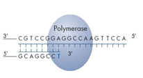 Enzimler: DNA polimeraz, ATP sülfürilaz, lusiferaz ve
