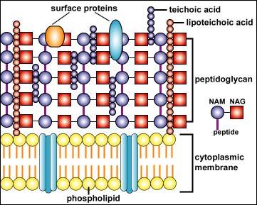 PAMP Peptidoglikan