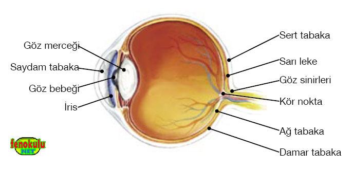 Damar tabaka, gözün ön kısmındaki irisi oluşturur. İris gözün renkli kısmıdır. İrisin ortasında bulunan kısma göz bebeği adı verilir.