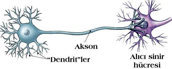 Dentritlerle alınan bilgilerin, birleştirilip anlamlandırıldığı, kısaca işlendiği ve elde edilen çıktıların aksona gönderildiği mikro işlem birimidir (Tepehan, 2011 ).