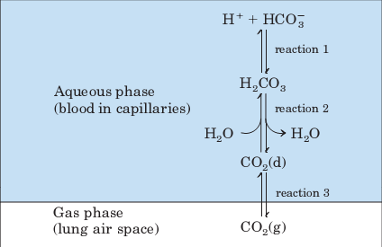 B. SOLUNUM Solunum sisteminin asıl görevi kan gazları diye tanımlanan oksijen(o 2 ) ve karbondioksit (CO 2 ) in değiştirilmesidir.