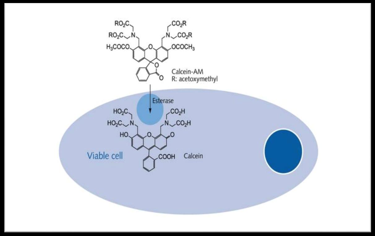 MCF-7 ve Caco-2 hücreleri Propolisin artan konsantrasyonları ile muamele edildi ve kuyucuklardaki absorbanslar fluorometre ile ölçüldü.