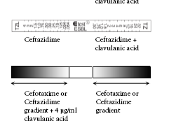 ESBL doğrulama