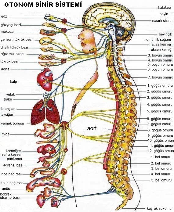 Omurilik, omurların içerisenden geçer Şekil 1.7. Sinir sistemi Merkezi Sinir Sistemi Sinir sisteminin yönetici ve denetleyici kısmıdır. Kafatası ve omurga içindeki sinirsel organlardan oluşur.