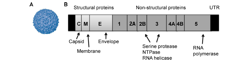 Virüs genomu Genom, 3 yapısal (C=core, M=membran, E=envelope), 7 yapısal olmayan