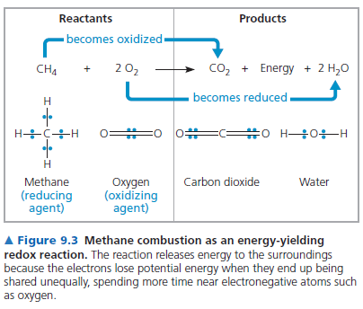 Bütün bu metabolik işleyiş aslında oksidasyon ve redüksiyon faaliyetleri ile gerçekleşir. Bu nedenle bu faaliyetler, Red-Ox =Redox ismi ile anılır.