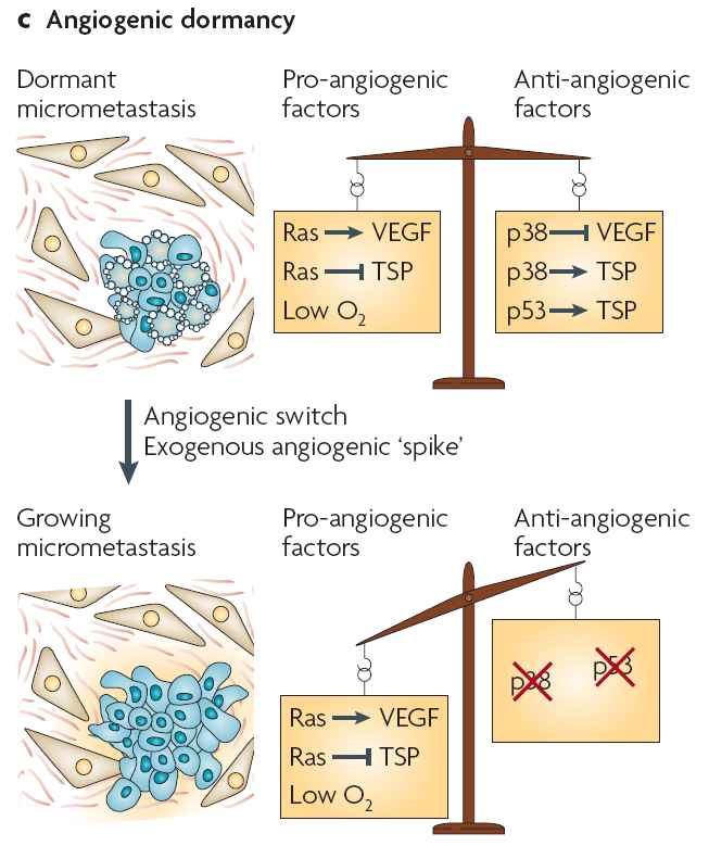 Uyuyan mikrometastazlar Pro-anjiojenik faktörler Anti-anjiojenik faktörler PDGF endostatin vasculostatin anjiostatin Büyüyen