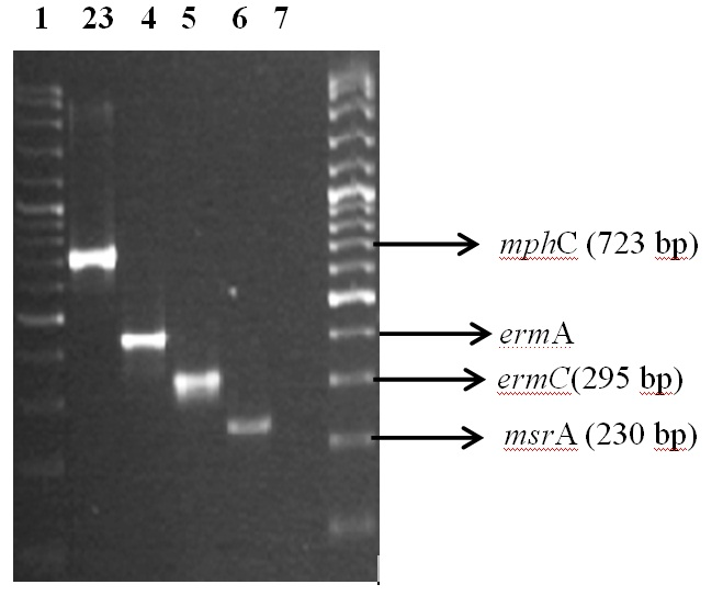453 ERGÜN, ASLANTAŞ, KİREÇCİ ÖZTÜRK, CEYLAN, BOYAR were biofilm producers by CRA method, and 42 (60%) were found to carry both both icaa and icad genes (Fig. 5).