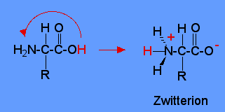 Bir tek amino grubuna ve bir tek karboksil grubuna sahip standart amino asitler, nötral sulu çözeltilerden