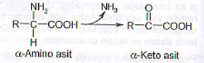 7 - Deaminasyon ile α-keto asitlerin oluşması Amino