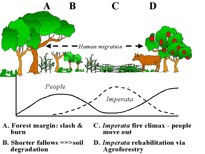 Tarımsal ormancılık, bir alanda orman ağaçları yetişirken aynı yerde tarımsal ürün veya hayvan yetiştirilmesini kapsayan