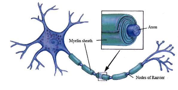 Myelin pek çok nöronun aksonunu, çevreleyen elektrik izolasyonu sağlayan bir fosfolipid tabakadır.