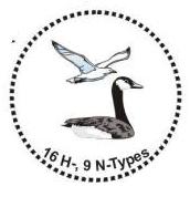 Kuş Gribi H7, H5, H9 Sporadik infeksiyon H7: 2003, Hollanda, kümes hayvanları, H7N7 infeksiyonu.