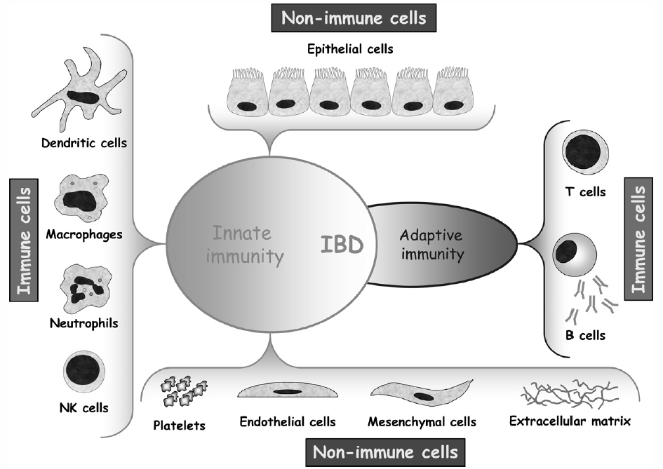 Barsaktaki immun-nonimmun hücreler arası etkileşimler 36 CD8+ T CD4+Th Th1 Th2