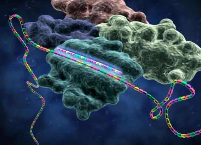 RISC RNA Induced Silencing Complex Çoklu protein ve sirna dan oluşuyor sirna nın bir