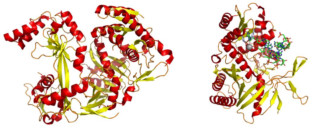 RISC proteinleri RISC, sirna yı bağlayan, iki zincirini birbirinden ayıran ve mrna