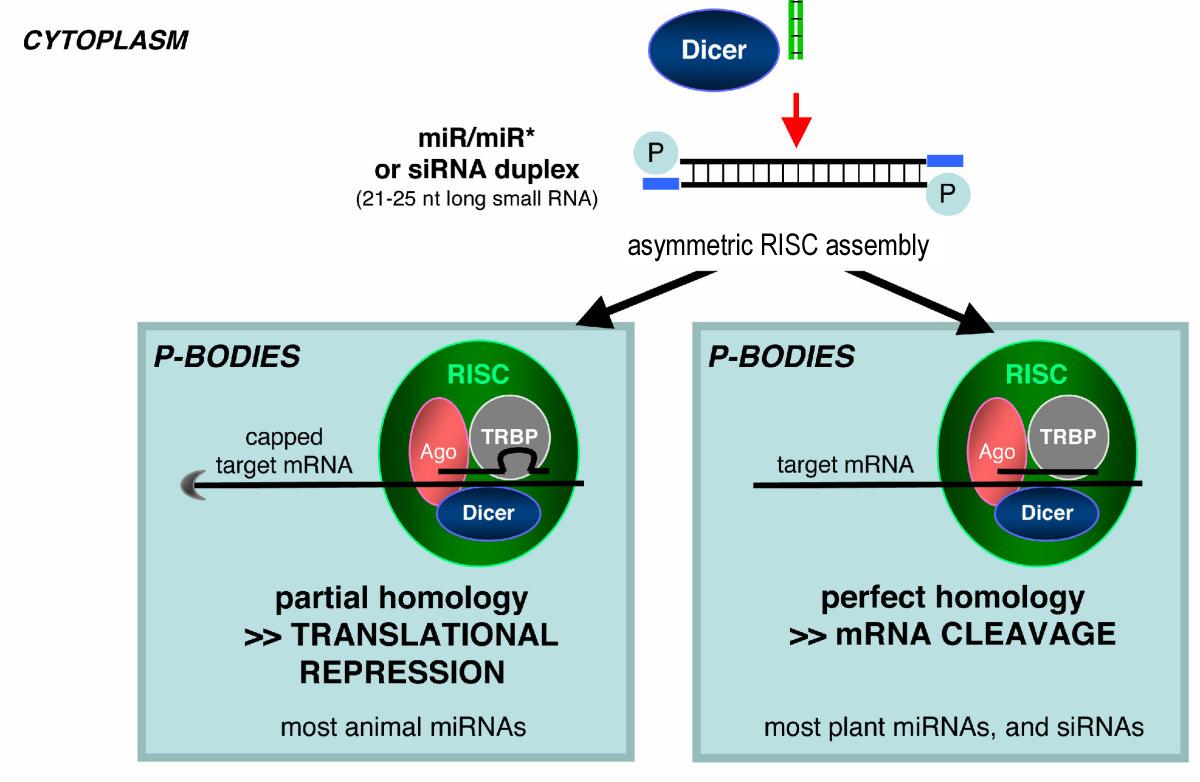 RISC Engellemesi RITS - RNA Induced Transcriptional Silencing RITS kompleksinde yer alan proteinlerin işlevi tam olarak
