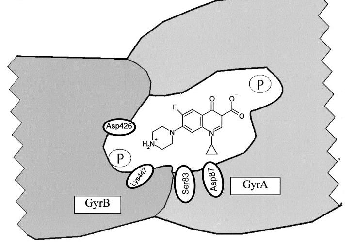 Dirençli organizmaya etkili yeni molekül Cytosine Guanine Florokinolonun giraza bağlandığı
