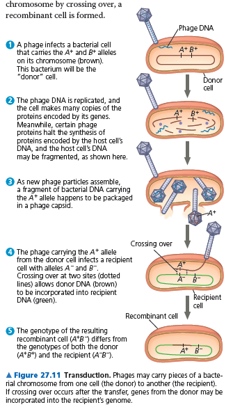 Transdüksiyon vasıtasıyla virüslere transfer olan DNA (Şekil 27.