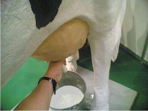 Süt tüketilene kadar geçirdiği bütün evrelerde