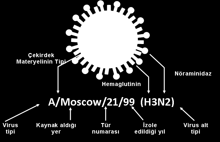 ETĠYOLOJĠ -Mikrobiyolojik Özellikler- Virüs suģlarının