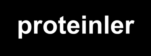 r-rna molekülleri ve r-proteinler sırasıyla protein