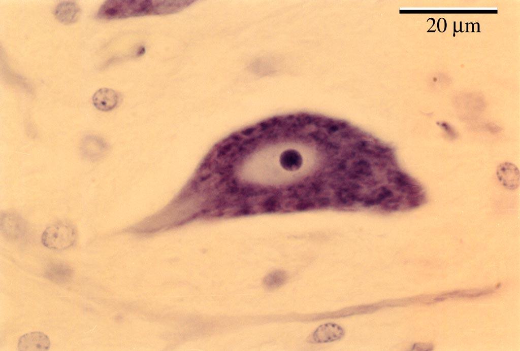 Medulla spinalis